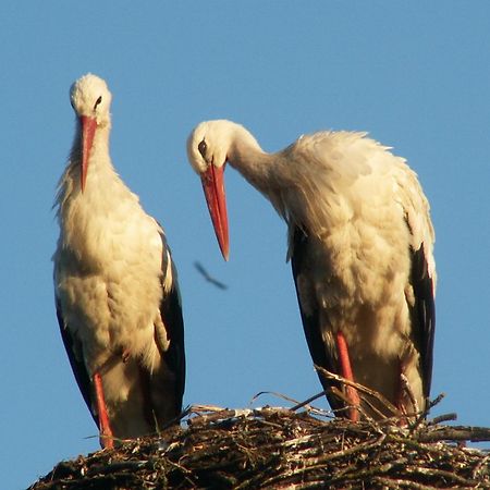 Pensjonat Mikolajki ภายนอก รูปภาพ